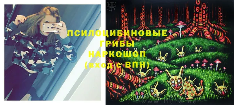 Галлюциногенные грибы Psilocybe  где продают наркотики  Вологда 